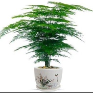 seed Artificial plant Home Decoration Green plants Roti Asparagus hidup dengan baik untuk menumbuhkan pohon kekayaan kal