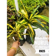 CROTON ANAK POKOK PUDING JALUR