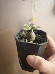 Adenium socotranum索科特拉沙漠玫瑰，塊根植物，多肉植物