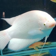 ikan gurame Padang size jumbo