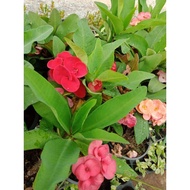 Pokok Mahkota Berduri (Euphorbia Milli)