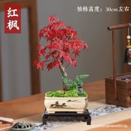 Red Maple Bonsai Chinese Red Maple Sapling Japanese Red Maple Red Dancer Golden Maple Short Hair Ind
