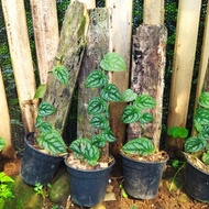 Bibit Tanaman Rambat Monstera Dubia [Ready]