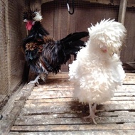Ayam Poland Dewasa - Ayam Poland Walik Indukan