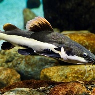 jual cepat !!!!red tail catfish jumbo RTC 60 cm