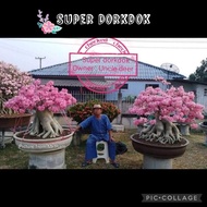 Super Dorkdok/ Hybrid type/ Adenium seeds/ Biji benih Adenium/ Import Thailand