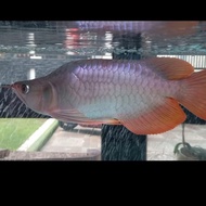 ikan arwana super red sb king itl