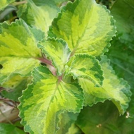 Pokok Plectranthus Amboinicus Mexican Mint Oregano pokok bangun bangun