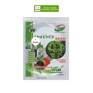 BENIH SELADA ENDIVE ZIDANE LETTUCE ENDIVE ENZA ZADEN-QISHOP14