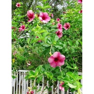 Cây huỳnh anh hồng tím giống mới - chậu lớn