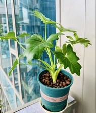 翠綠觀葉植物 春羽蔓綠絨（小天使）盆栽 Philodendron bipinnatifidum in pot