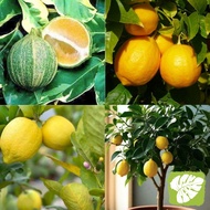 Lemon Batik Hybrid Lemon Kuning Lemon Wangi Fragrant Lemon 柠檬树苗 香水柠檬 IOB
