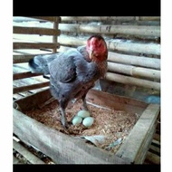 TELUR AYAM BIRMA ASLI HIJAU UNTUK DI TETASKAN