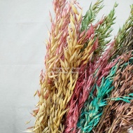 Preserved Oat Grass Gandum Padi Bunga Kering Asli Impor Tanaman Hiasan Dekorasi Rumah Pesta Kantor