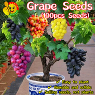 ปลูกได้ทั้งปี 100 เมล็ด เมล็ดพันธุ์ องุ่น Sweet Bonsai Grape Seeds Edible Dwarf Grape Plants Seeds Potted Grape Fruit Seeds for Planting กิ่งพันธุ์องุ่น เมล็ด เมล็ดบอนสี ต้นไม้ผลกินได้ เมล็ดพันธุ์ ต้นผลไม้ บอนสีหายากไทย ต้นไม้มงคล ต้นไม้ ต้นไม้ประดับ