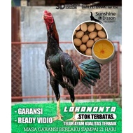 ayam bangkok super pakhoy telur tetas lokananta perbutir