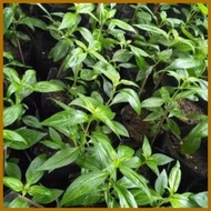 serpentina seeds for planting ( 25seeds)
