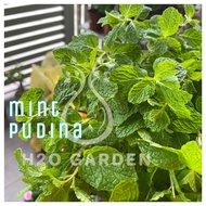 H2O - Mint Pudina 薄荷叶 Herb Plant  Live Plant