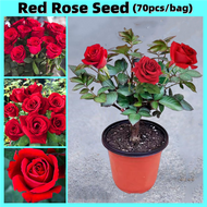เมล็ดดอกกุหลาบ Good Quality Red Rose Seeds (70pcs/bag) เมล็ดบอนสีสวยๆ บอลสีชนิดต่างๆ บอนสี เมล็ดดอกไม้ Flowering Plants Seeds ต้นไม้มงคล บอนสีราคาถูกๆ ดอกไม้ บอนสีหายาก ไม้ประดับมงคล ดอกไม้ปลูกสวยๆ หัวบอนสี กุหลาบหิน เมล็ดพันธุ์ เมล็ดผักต่างๆ เมล็ดดอกไม้