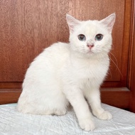 kucing british shorthair betina