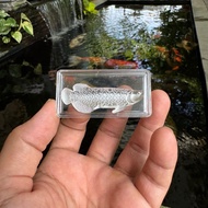 Pajangan Ikan Arwana Silver / Miniatur Ikan Arwana / S999 Sterling Silver Tea Accessories Stimulate