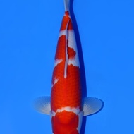 ikan koi kohaku import