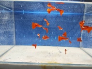 guppy albino full red 1 pair （guppy AFR）