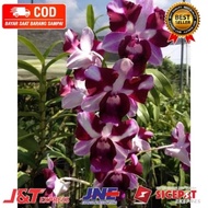 anggrek dendrobium king dragon beauty dwasa