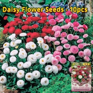 เมล็ดพันธุ์ ดอกเดซี่ เดซี่ บอนสี บรรจุ 10 เมล็ด คละสี Assorted Daisy Flower Seed เมล็ดดอกไม้ บอนสีราคาถูก เมล็ดบอนสี ต้นไม้มงคล ไม้ประดับ ต้นไม้ฟอกอากาศ พันธุ์ดอกไม้ ไม้ดอก บอนสีหายาก ต้นบอนสี ต้นดอกไม้สวยๆ ดอกไม้ปลูก แต่งบ้านและสวน ปลูกง่าย อัตรางอกสูง