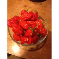jamaican red hot habanero chili chilli pepper plant seeds
