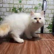 Kucing persia himalaya redpoint betina