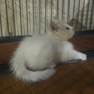 PPC Kucing Himala/Kucing persia/ Kucing Rag Doll/ Kucing Anggora