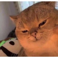 DES25 - July S - ZZZ HSO - Kitty plushie SET (CONTENTS 4)