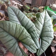 alocasia bisma silver