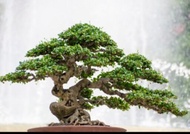 bahan stek hokiantea mikro buah #bahan bonsai import