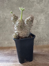 惠比須大黑 多肉植物 塊根