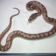 retic platinum SD
