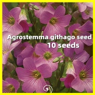 Agrostemma Githago Flower Seeds - 10 Seeds High Germination Flower Seeds for Planting Flowering Plants Seeds เมล็ดดอกไม้ เมล็ดบอนสี ดอกไม้ปลูก ต้นไม้มงคล บอนสี แต่งบ้านและสวน พันธุ์ดอกไม้ ต้นบอนสี ดอกไม้ปลูกสวยๆ เมล็ดพันธุ์ดอกไม้ ไม้ประดับ