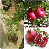 🌕🕚Anak pokok Delima thailand buah berwarna merah dan besar