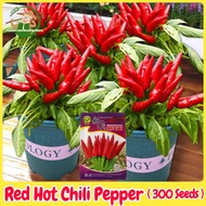 Siling Labuyo Seeds for Planting (300 Seed) High Yield Fresh Organic Red Hot Pepper Seeds Bonsai Sil