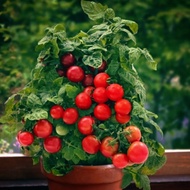 Tomato ‘Vilma’ Dwarf seeds