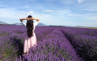 Aix-en-Provence Full-Day Lavender Fields Small Group Tour