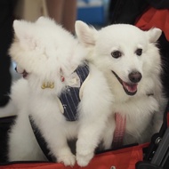 Suit With Leash Dog Size L 46-64*120 Cm.