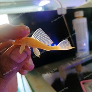 pleco L083 albino gibbiceps