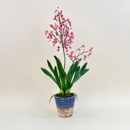 Akara Dokmaii กระถางกล้วยไม้ปลอม Oncidium orchid pot