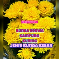 Anak Pokok kekwa kampung warna kuning