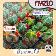 ต้นมายริโอ (เลือกต้นได้) ( ต้นกระบองเพชร Astrophytum myriostigma) ไม้เมล็ด Set R🌵ต้นแคคตัส❤️