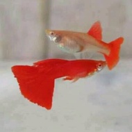 MERAH Aquarium Decoration Guppy AFR Albino Full Red Guppy Ornamental Red Aquarium Decoration Male Fe