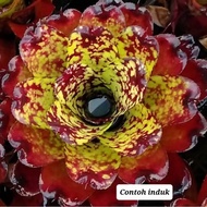 Neo Super Cute - Bromeliad by Gha Garden House / Neoregelia Supercute