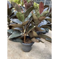 Ficus Elastica Black Burgundy real live plant free organic fertiliser 0.5kg free organic soil 3kg